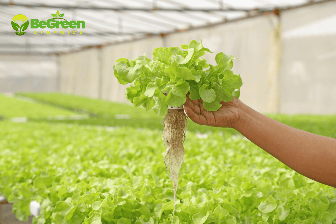 តើហាយដ្រូប៉ូនិក(Hydroponics) គឺជាអ្វី?  "មគ្គុទ្ទេសក៍ងាយៗសម្រាប់អ្នកដាំដំបូង" - BeGreen Dynamics