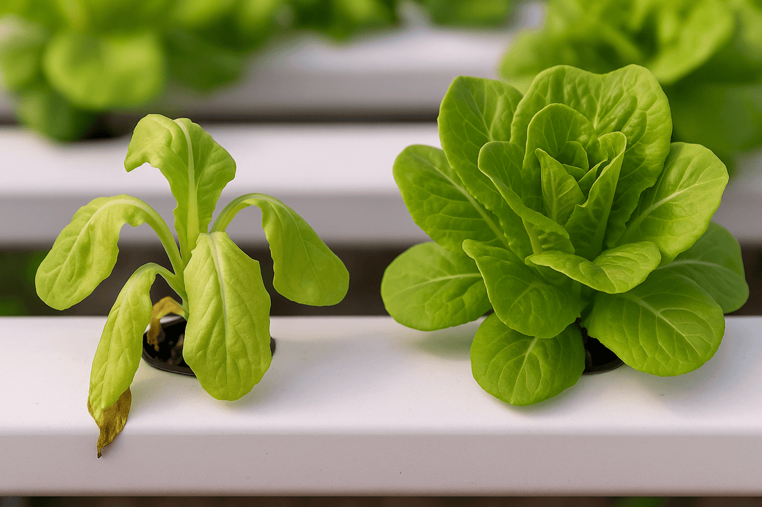 សាឡាត់របស់អ្នកបរាជ័យ ព្រោះទឹកមិនត្រឹមត្រូវ - BeGreen Dynamics