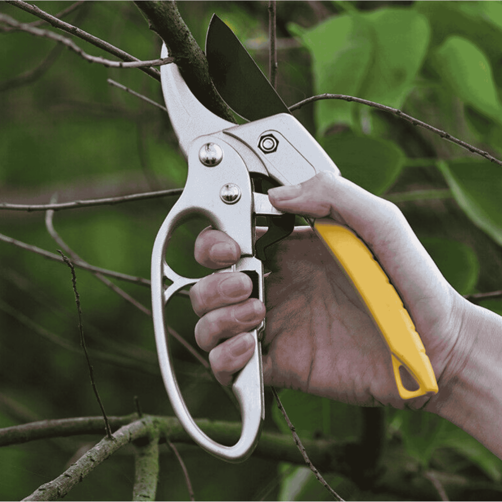 កន្ត្រៃកាត់មែកឈេី ផ្ការ បន្លែ សម្រាប់មែករឹង for faster gowth, and smart tools in Cambodia