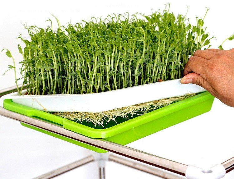 ថាសបណ្តុះគ្រាប់ពូជហាយដ្រូផូនិក for faster gowth, and smart tools in Cambodia