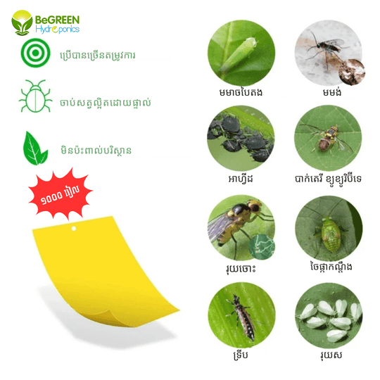 ស្ទីគ័រចាប់សត្វល្អិតសងខាង (២០សន្លឹក)