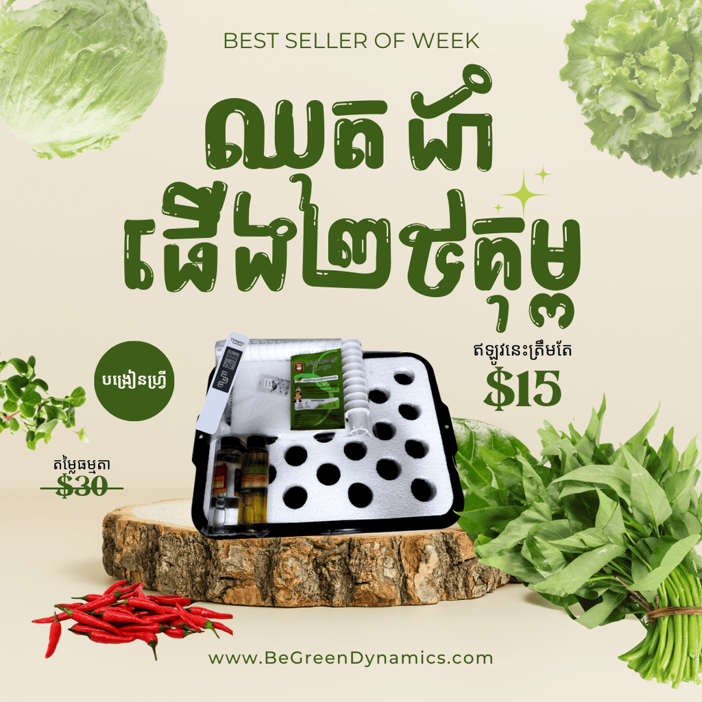 ប្រព័ន្ធដាំដំណាំ DWC 25 រន្ធ for faster gowth, and smart tools in Cambodia