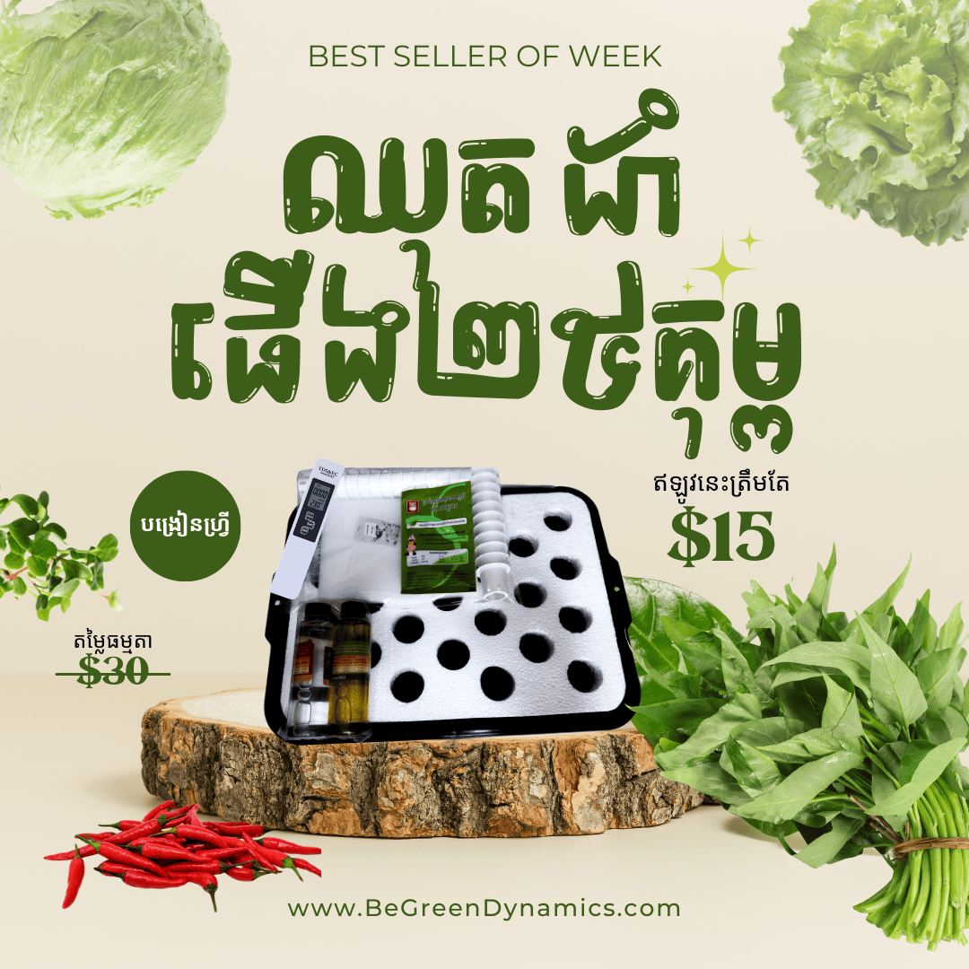 ប្រព័ន្ធដាំដំណាំ DWC 25 រន្ធ for faster gowth, and smart tools in Cambodia