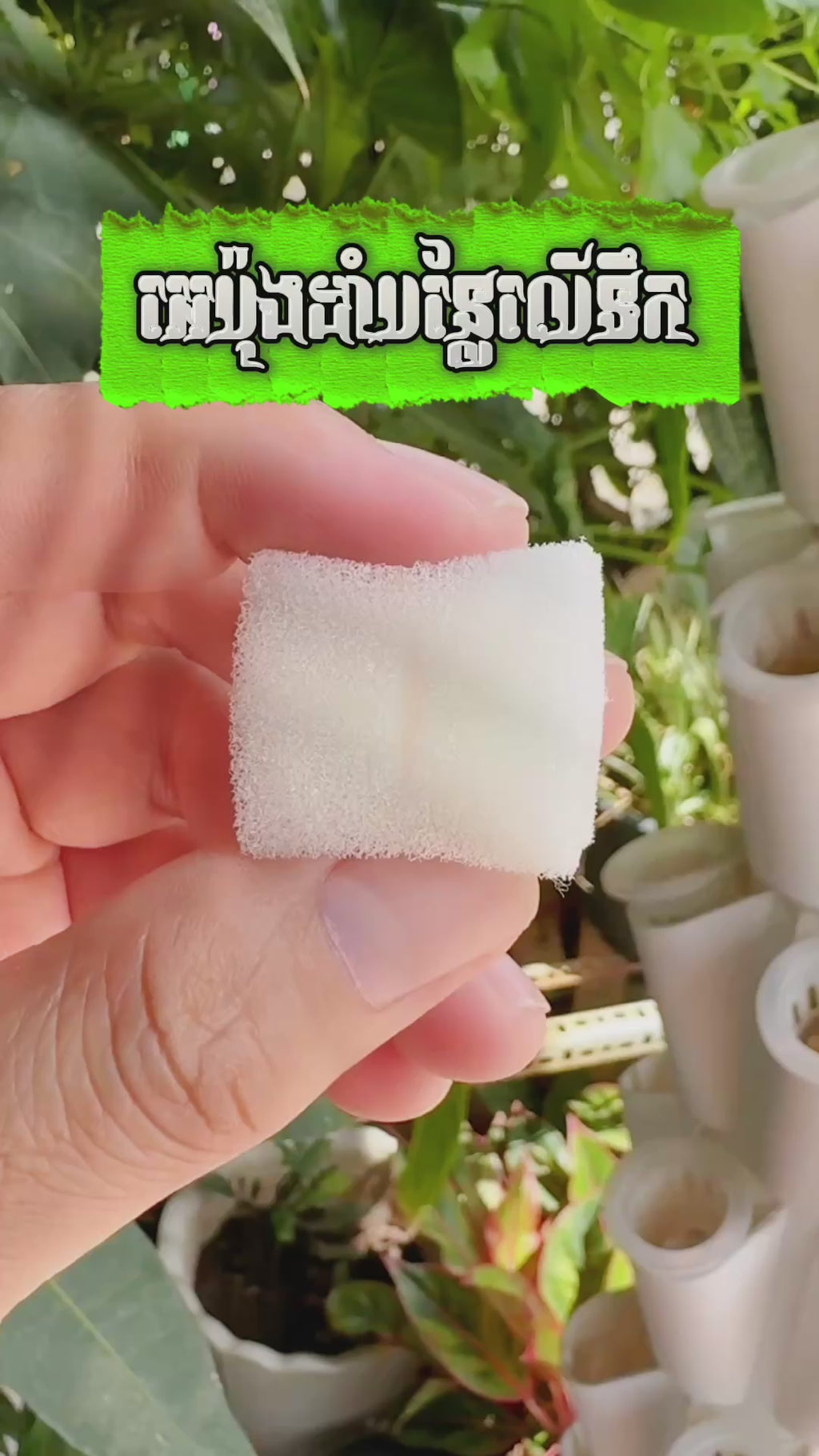 អេប៉ុងដាំលើទឹក