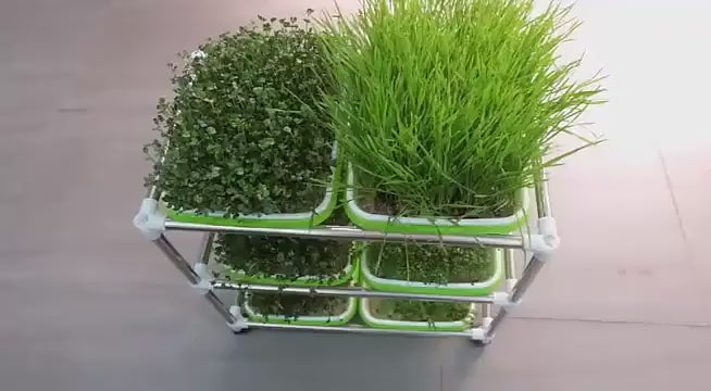 ថាសបណ្តុះគ្រាប់ពូជហាយដ្រូផូនិក